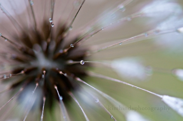 dandelion water drop 