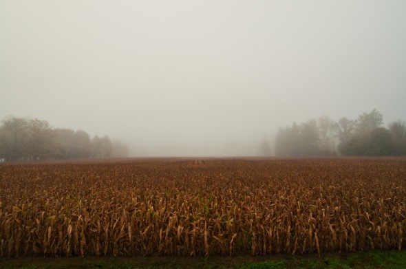 mist over field 
